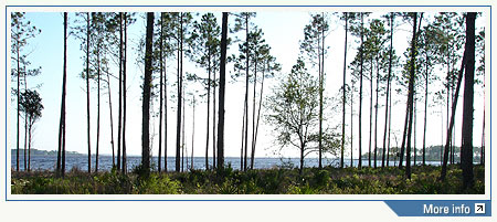 Wetland/Vegetation