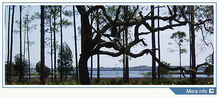 Knarly Tree View